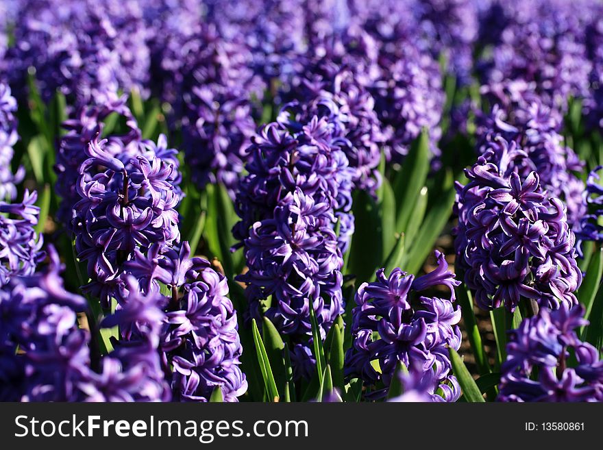 A group of purple hyacynth flowers in a flower bed. A group of purple hyacynth flowers in a flower bed.