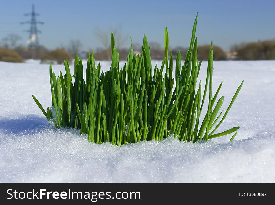 Grass growing through the snow against the background of city. Grass growing through the snow against the background of city