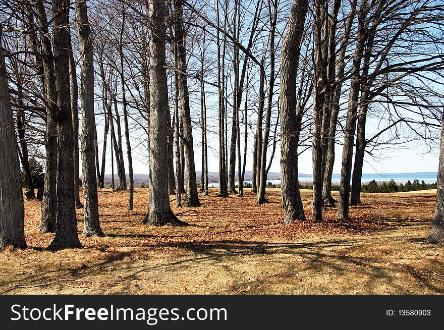 A group of trees in early spring with Crystal Lake in the background.  Shot from the Pinecroft Golf Course in Beulah, Michigan. A group of trees in early spring with Crystal Lake in the background.  Shot from the Pinecroft Golf Course in Beulah, Michigan.