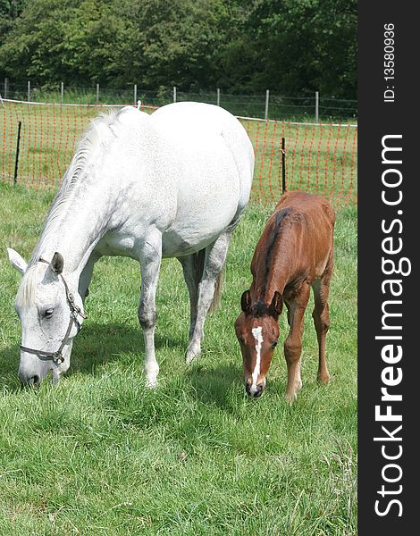 A young mare grazes with her foal. A young mare grazes with her foal