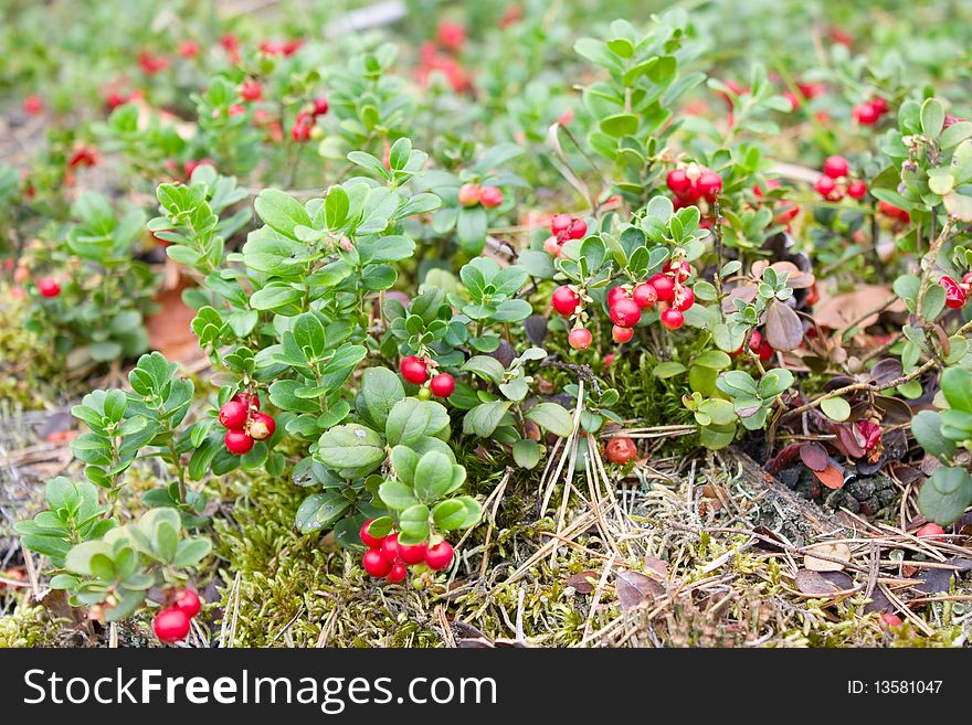 Wood glade of a red mature cowberry close up. Wood glade of a red mature cowberry close up