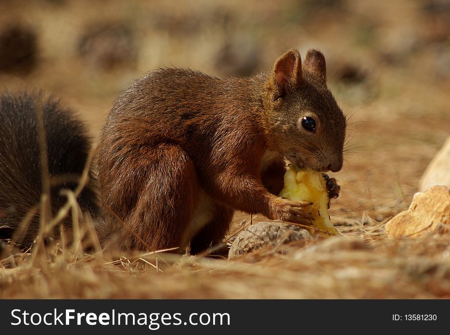 Squirrel with an apple in the forest on needles. Squirrel with an apple in the forest on needles