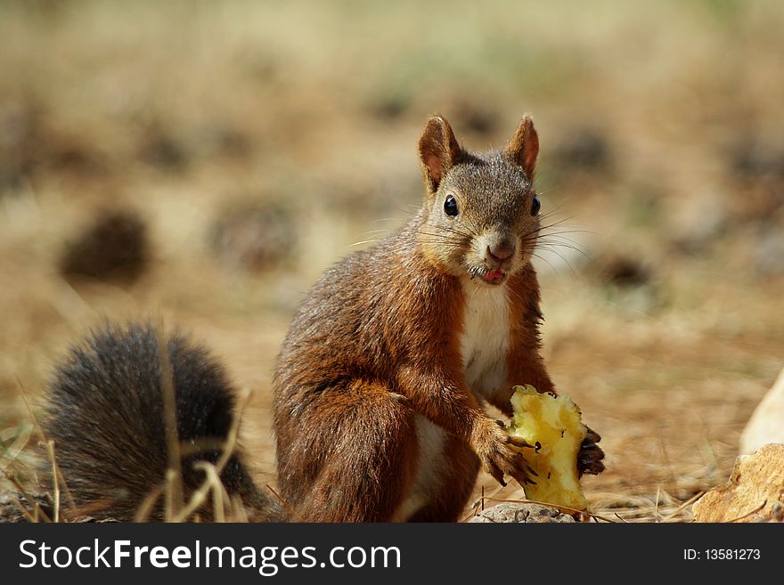 Squirrel with an apple in the forest on needles. Squirrel with an apple in the forest on needles