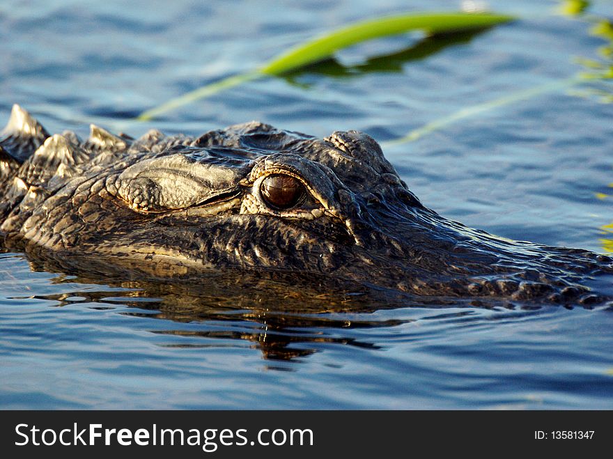 Alligator in the everglades river, Florida, USA