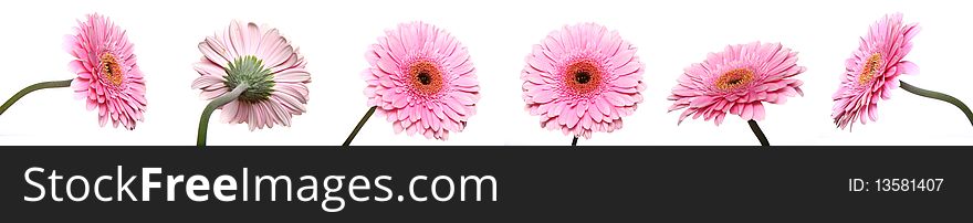 Different shots of pink gerberas on white background