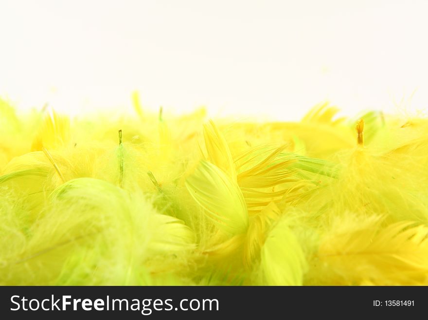 Yellow feathers on white background with space for text