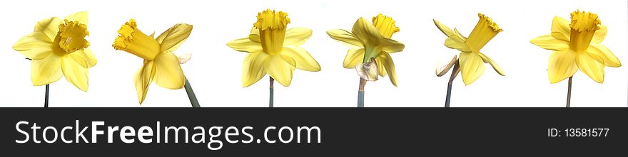 Different shots of daffodils on white background