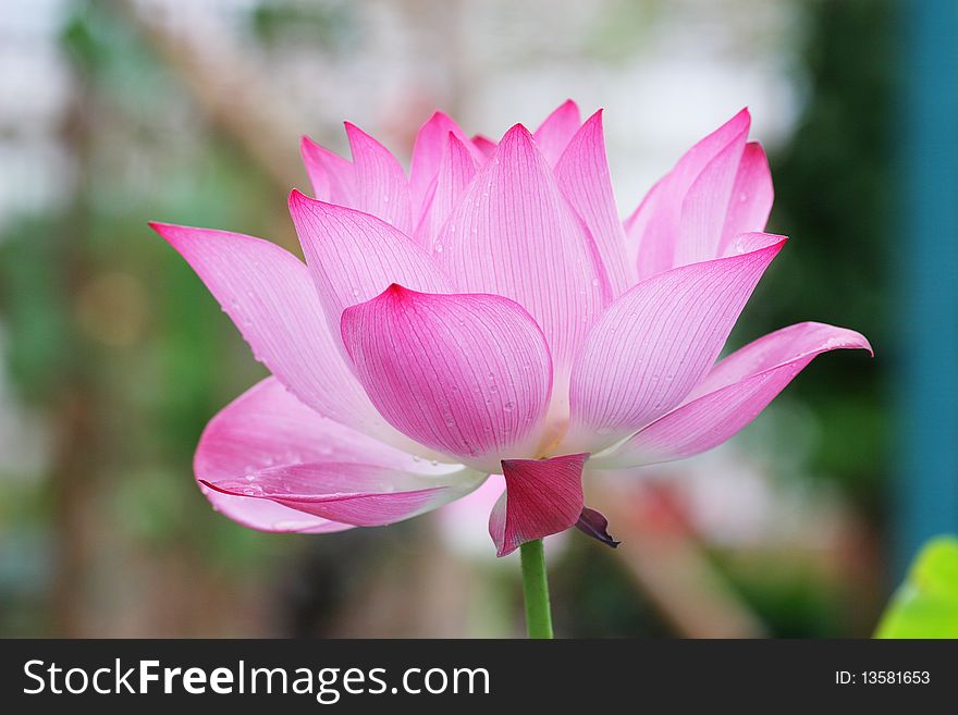 A beautiful pink lotus flower