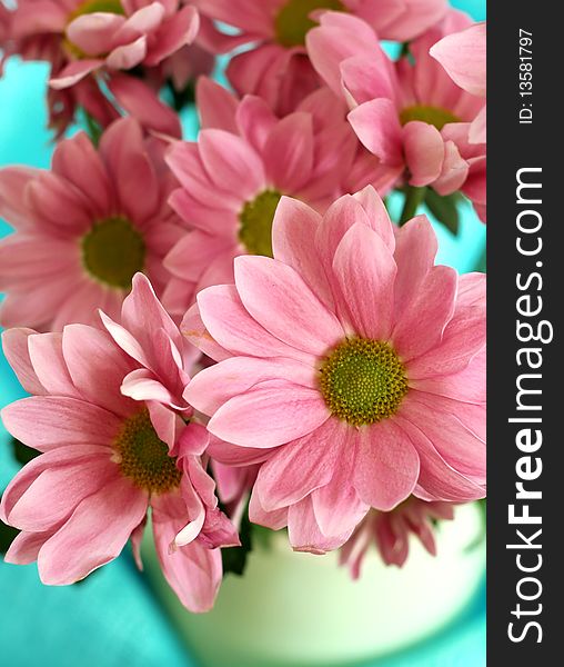 pink chrysanthemums