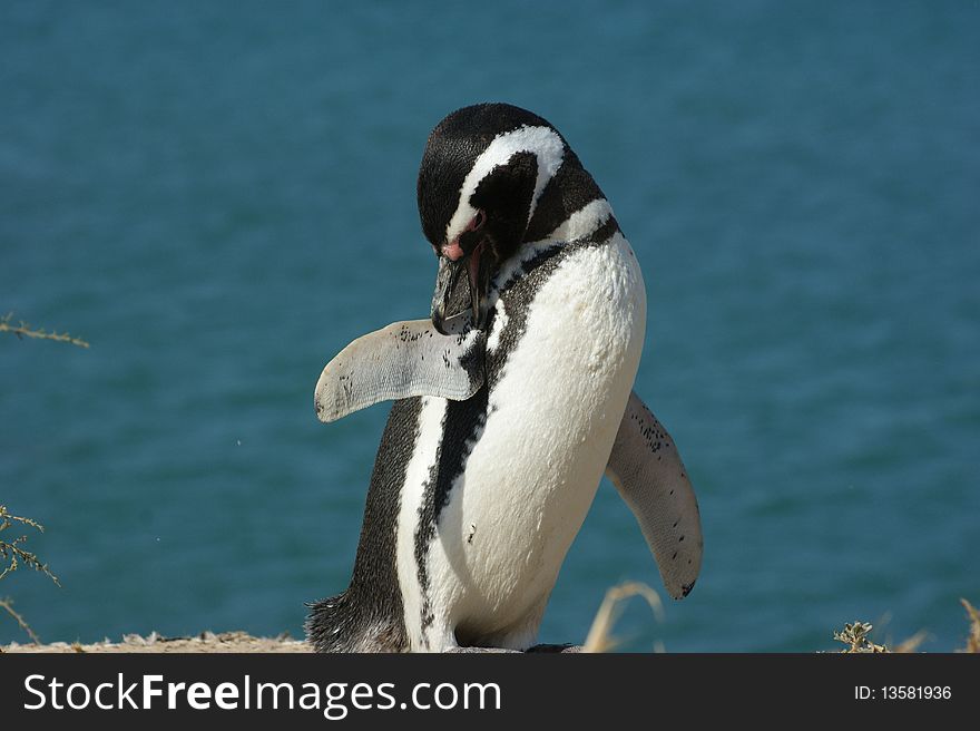 Chinstrap penguin south america patagonia