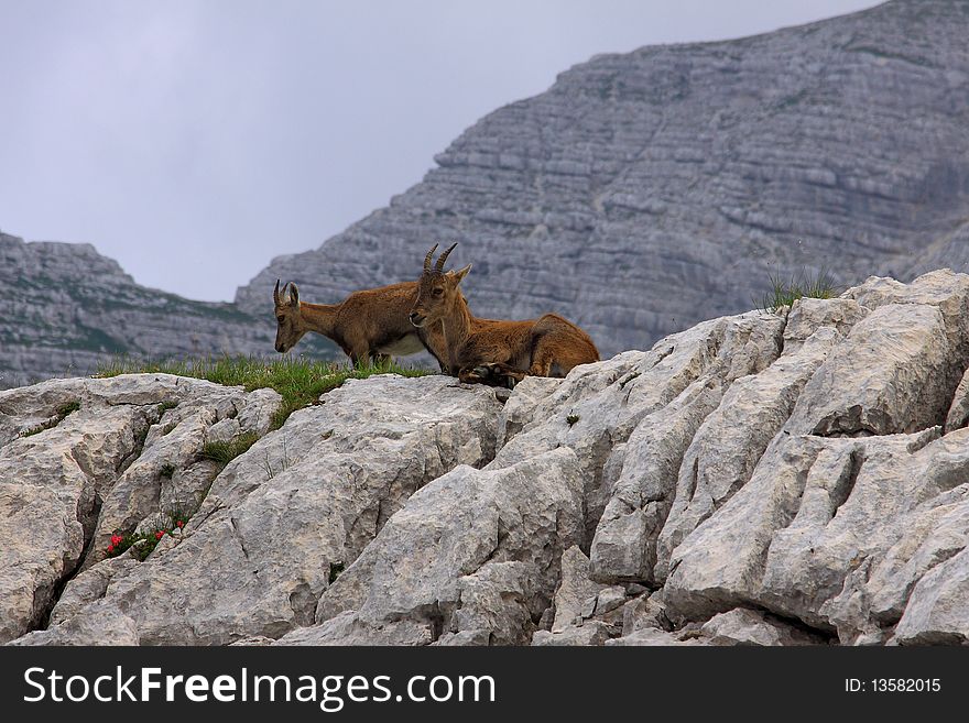 Population of ibex in slovenian alps. Population of ibex in slovenian alps