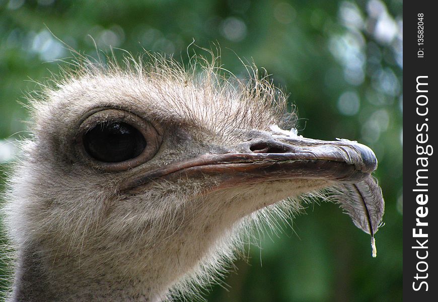 The ostrich chews a feather