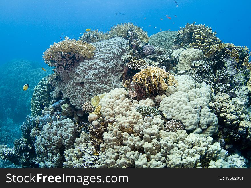 Beatiful coral reef in the Southern Red Sea, Egypt