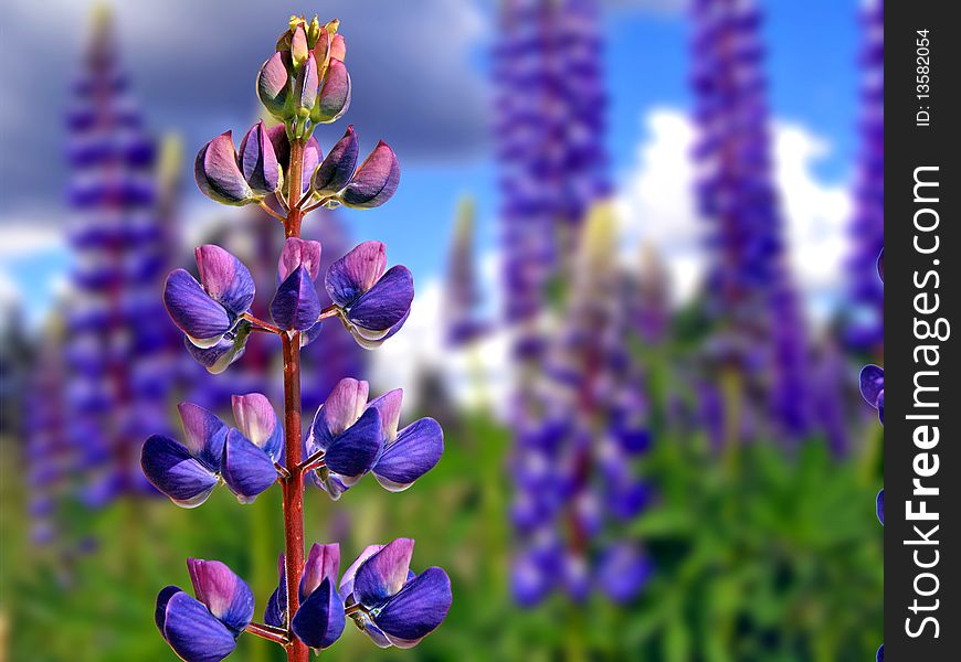 Flowerses lupines on summer field