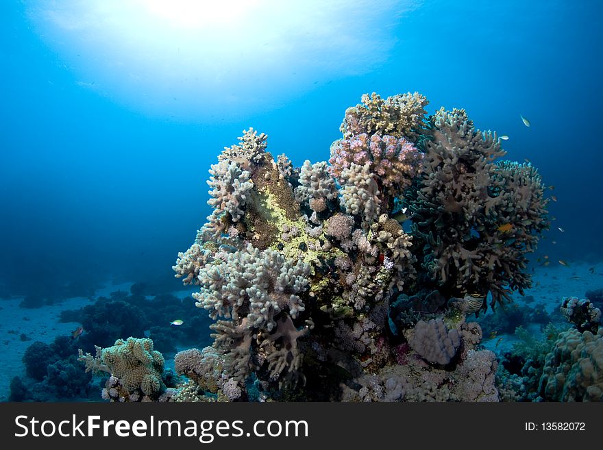 Colorful coral reef in the Red Sea, Egypt