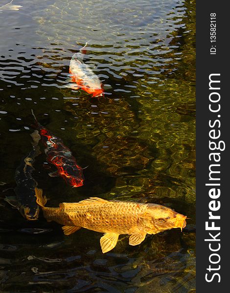 Three Japanese carps are swimming in a pond in a traditional Japanese garden, one carp of bright golden color, symbolizing success, wealth, and good luck. Three Japanese carps are swimming in a pond in a traditional Japanese garden, one carp of bright golden color, symbolizing success, wealth, and good luck