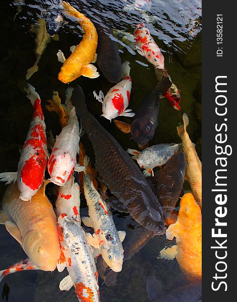 Many Japanese carps of different colors hungrily open their mouths trying to get food that tourists throw in the water. Many Japanese carps of different colors hungrily open their mouths trying to get food that tourists throw in the water