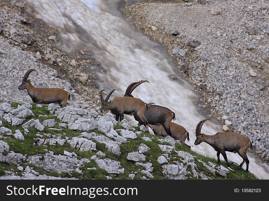 Ibex in Julian alp, Slovenia. Ibex in Julian alp, Slovenia.