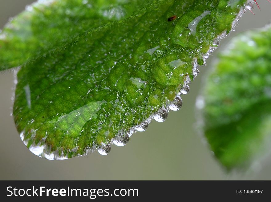 Macro shot on green leaf that with water drops. Macro shot on green leaf that with water drops.