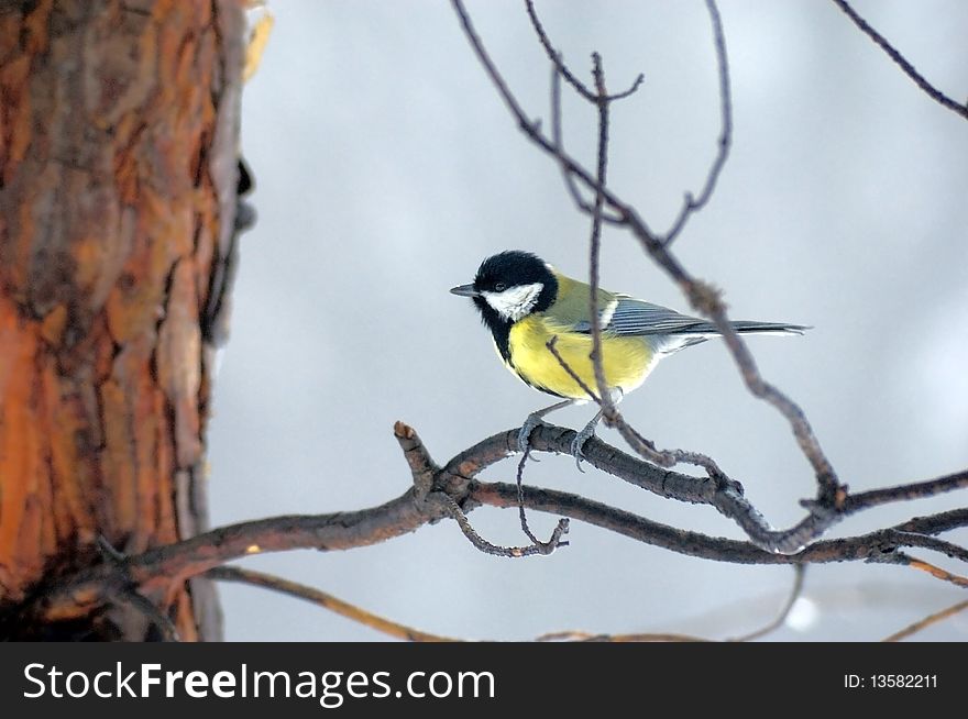 Titmouse on branch close up in the winter