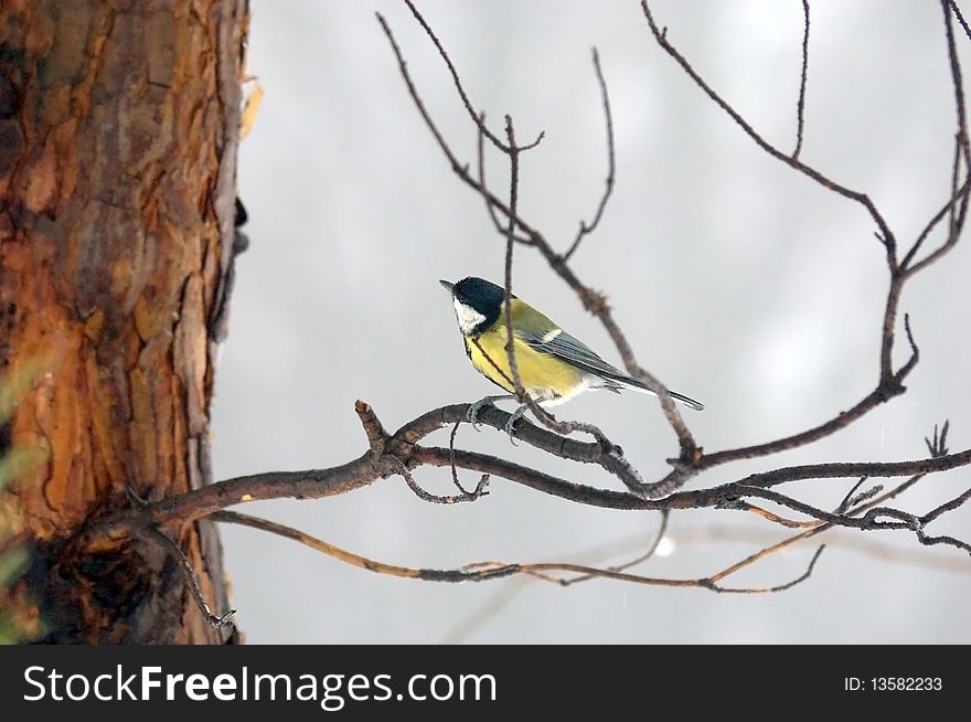 Titmouse on branch close up in the winter