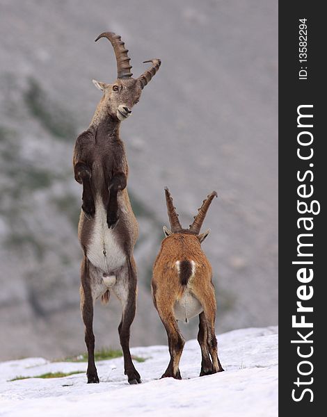 Ibex fight