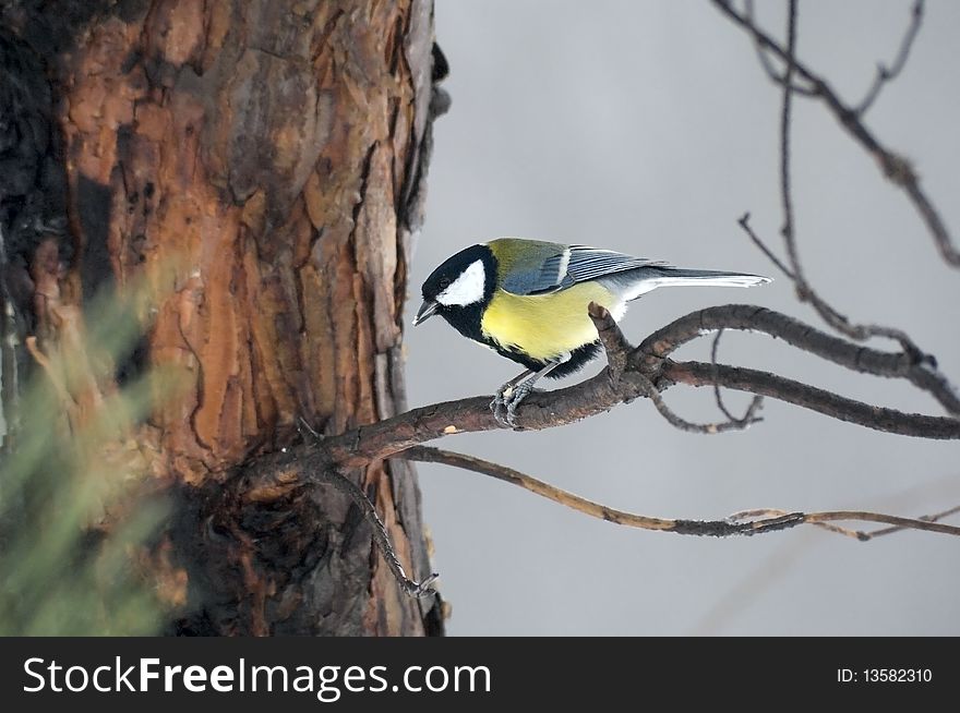 Titmouse on branch close up in the winter