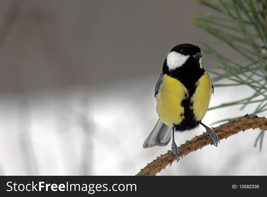 Titmouse on branch close up in the winter