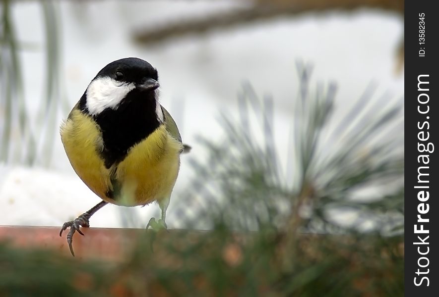 Titmouse on branch close up in the winter