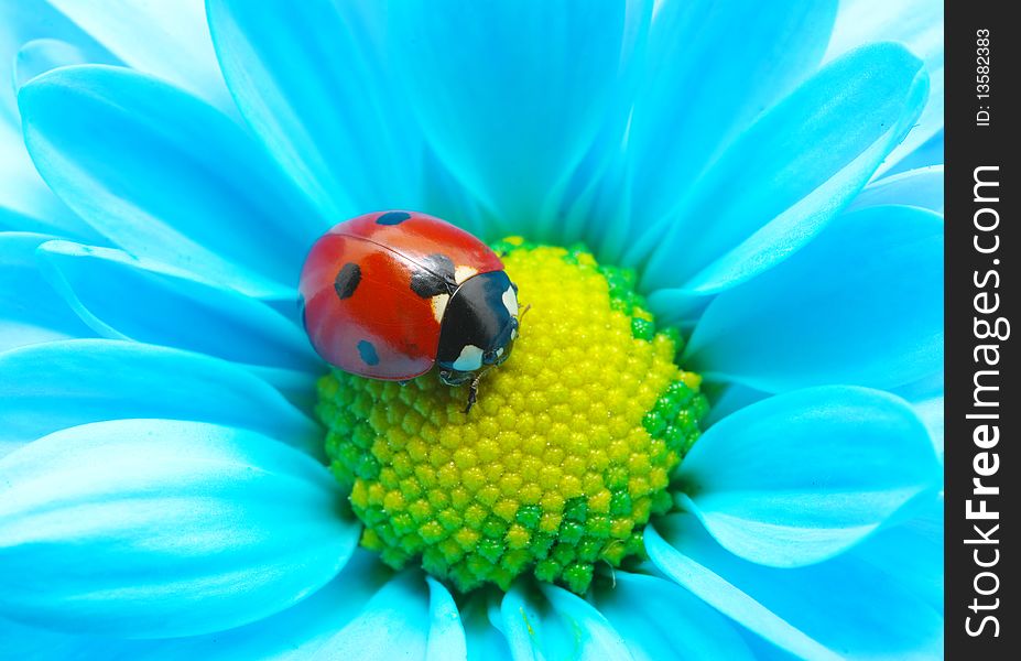 Ladybug on flower