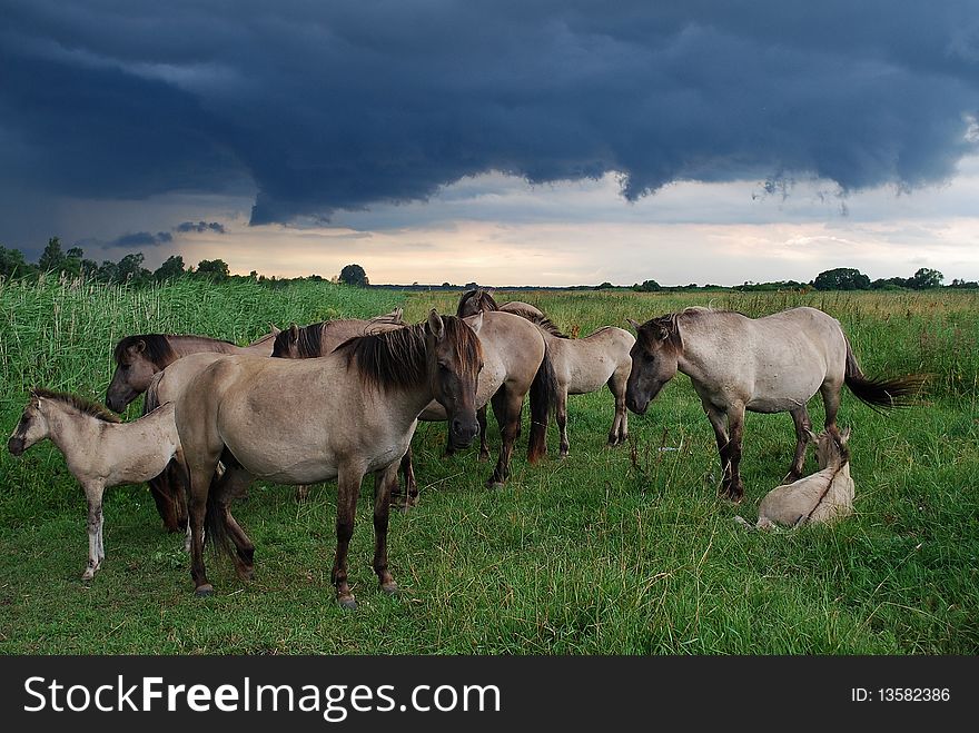 Wild horses, who live on island of Jelgava, Latvia.