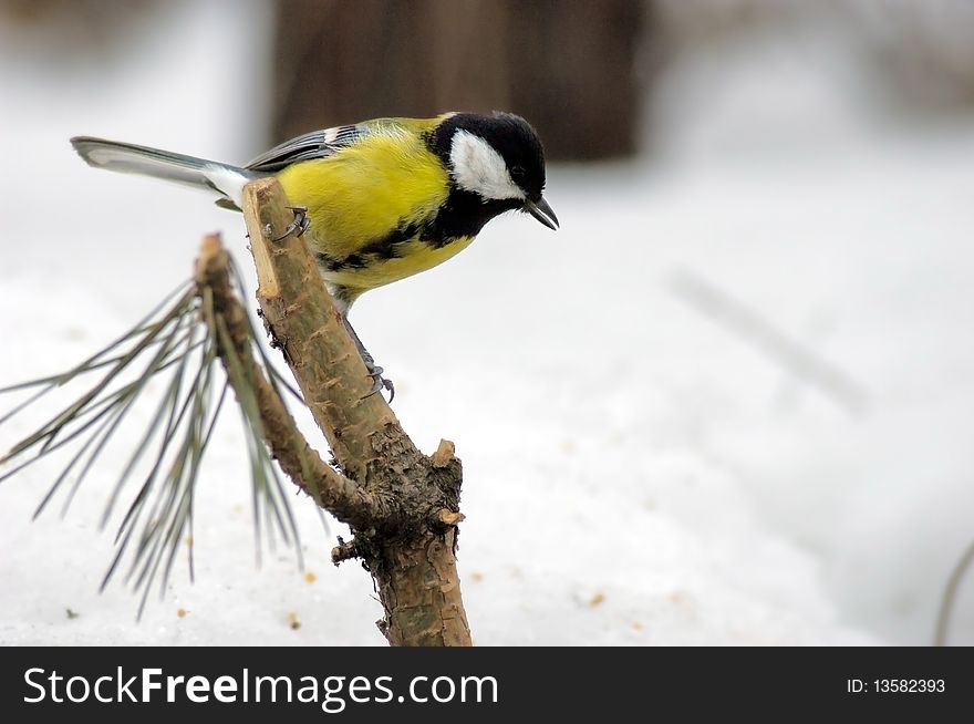 Titmouse on branch close up in the winter