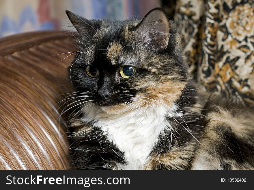 Home of three-colored cat sits majestically in a wooden chair.