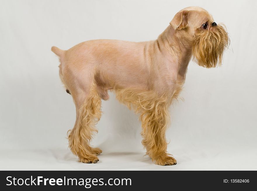 Dog of breed the Griffon Bruxellois after grooming