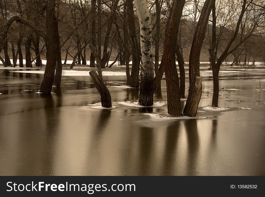 Trees standing in water