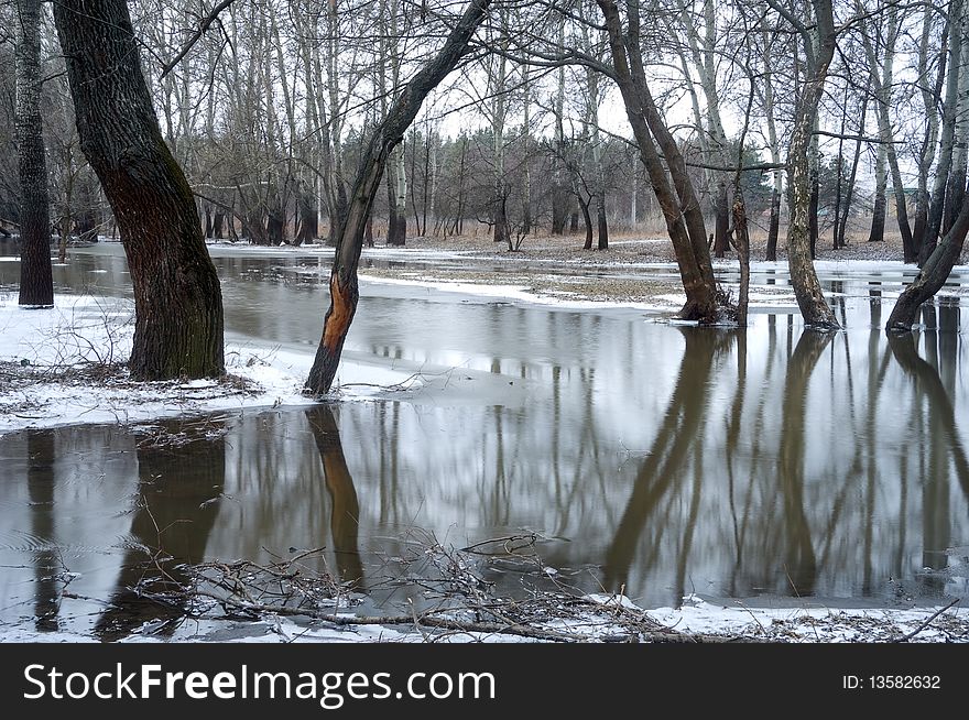 Trees standing in water