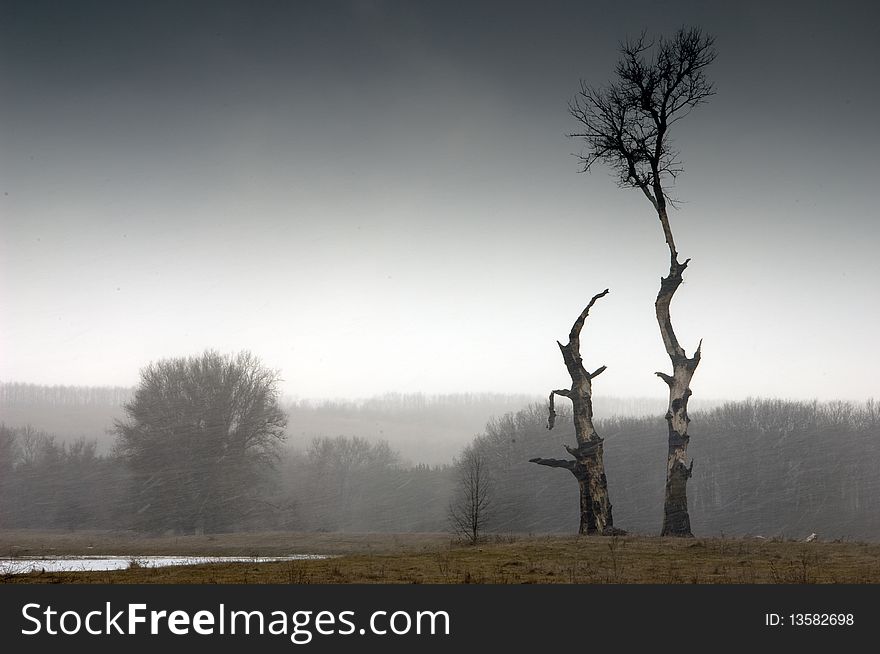 Winter landscape with trees during snowstorm