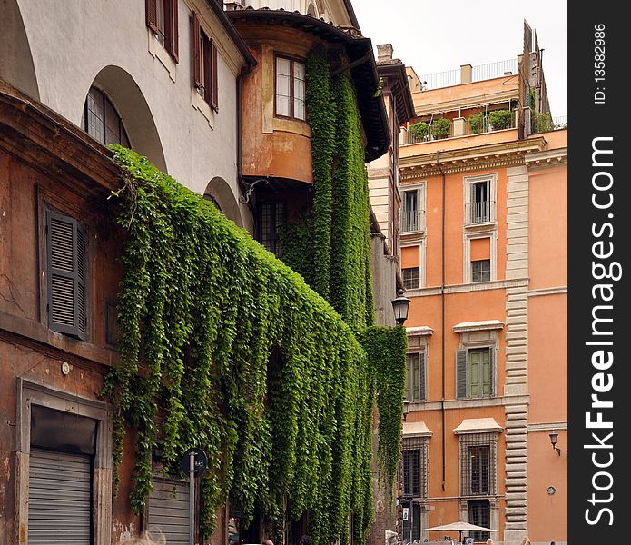 The green branches of plants hanging from a balcony in Rome. The green branches of plants hanging from a balcony in Rome
