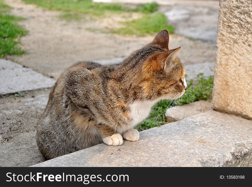 Closeup view of a cat watching