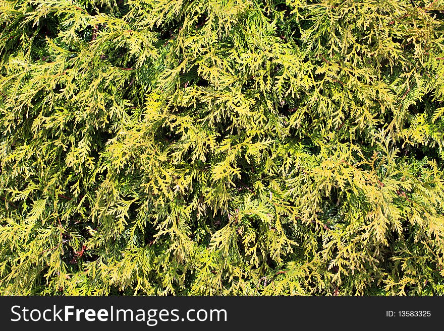 Hemlock leaves