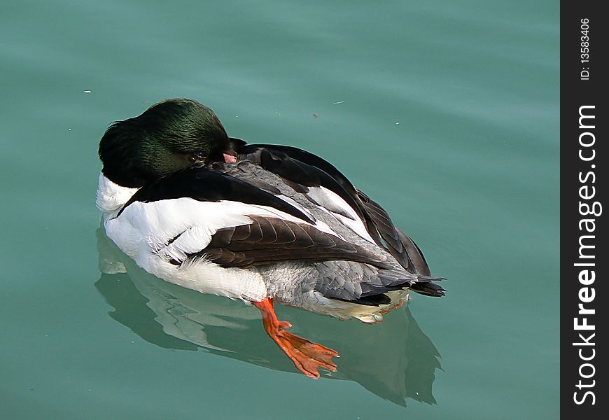 A duck which sleeps on the wateran