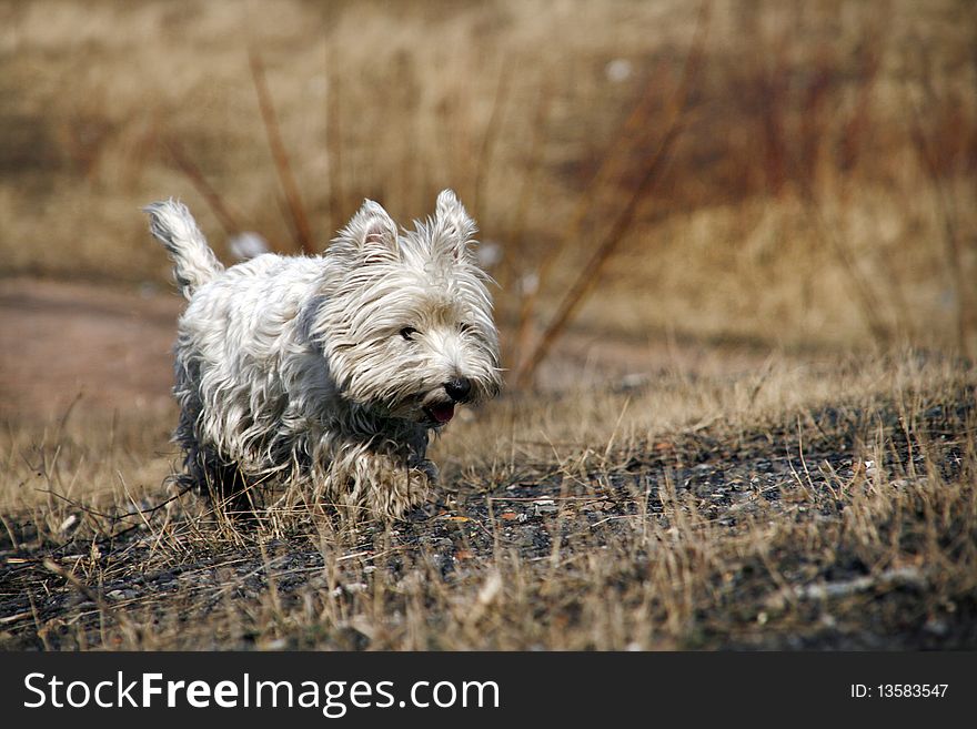 West Highland White Terrier