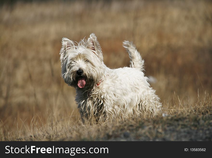 West Highland White Terrier