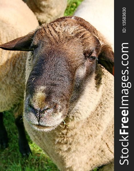 Sheep grazing in a pen on the farm