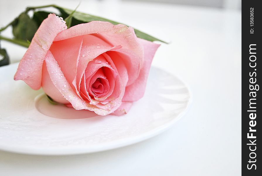 Pink rose flower on a white saucer