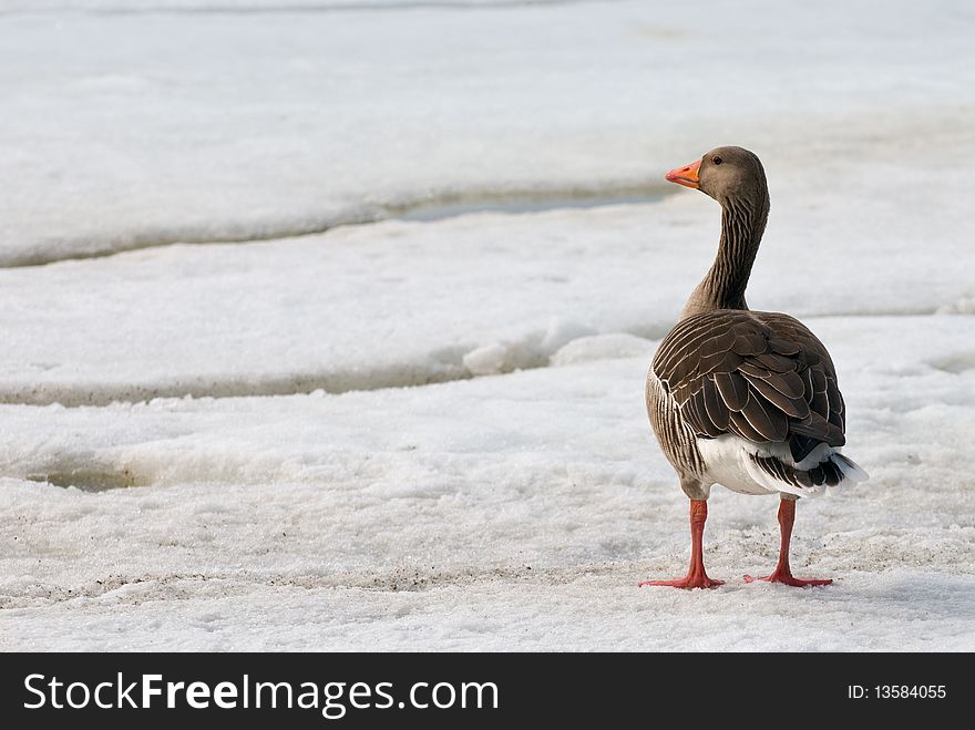 A grey goose in winter