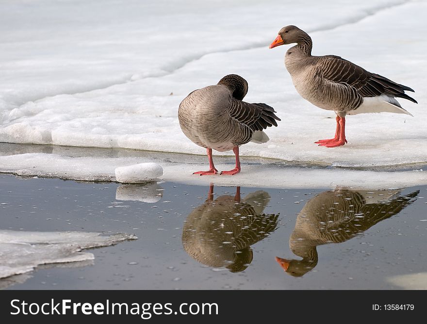 A pair of grey goose in winter