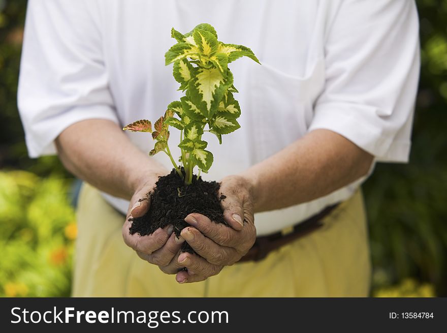 Senior man holding seedling in garden, close-up of plant