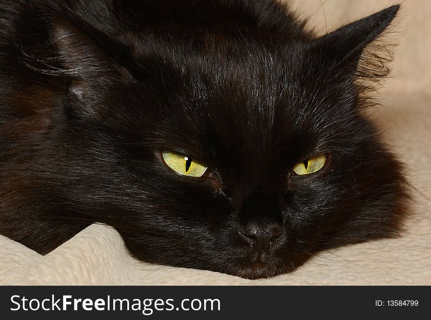 Closeup view of black cat with squinting eyes