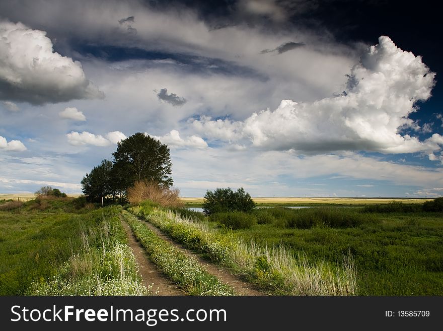 Summer nature landscape tree outdoors